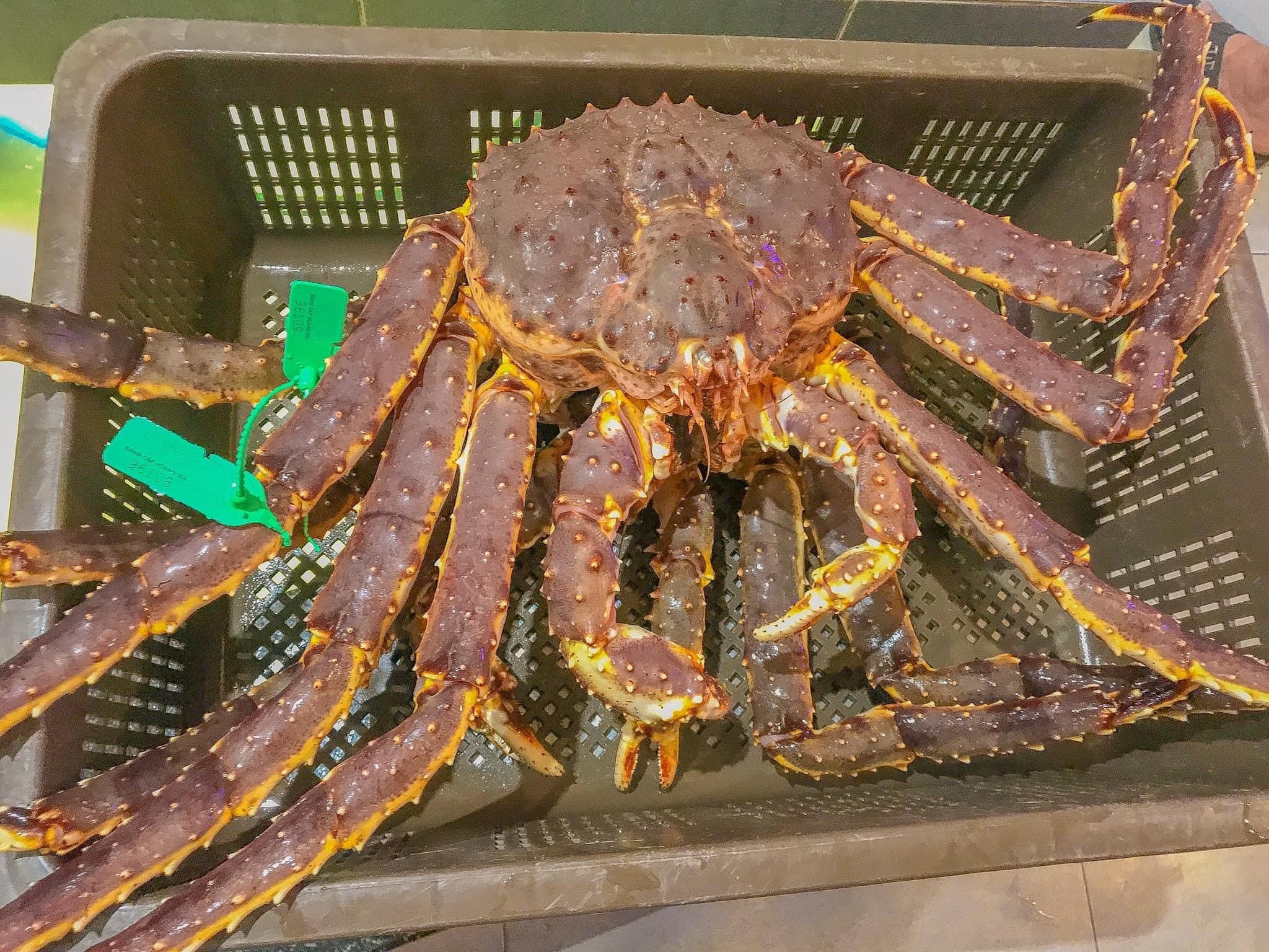 Cua Hoàng Đế (Kingcrab)