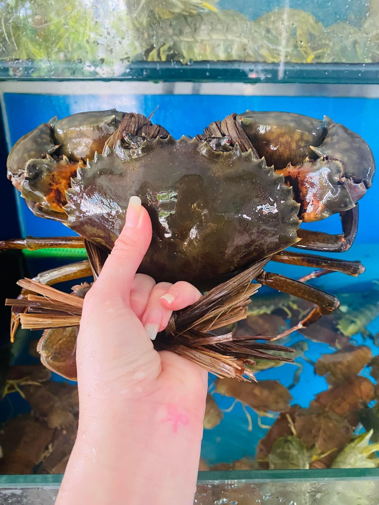 Cua Cà Mau - Sống