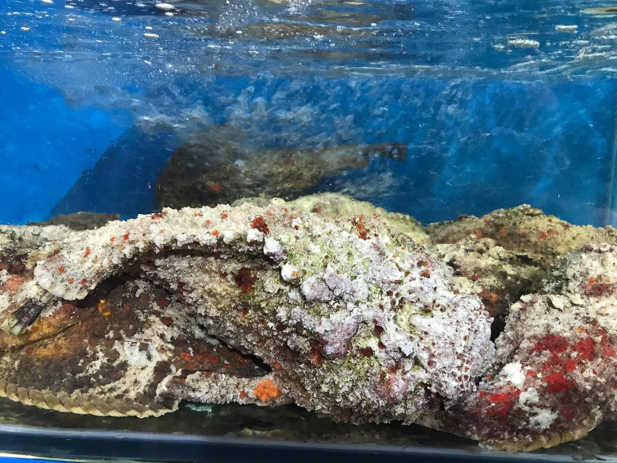 Cá Mặt Quỷ - Sống