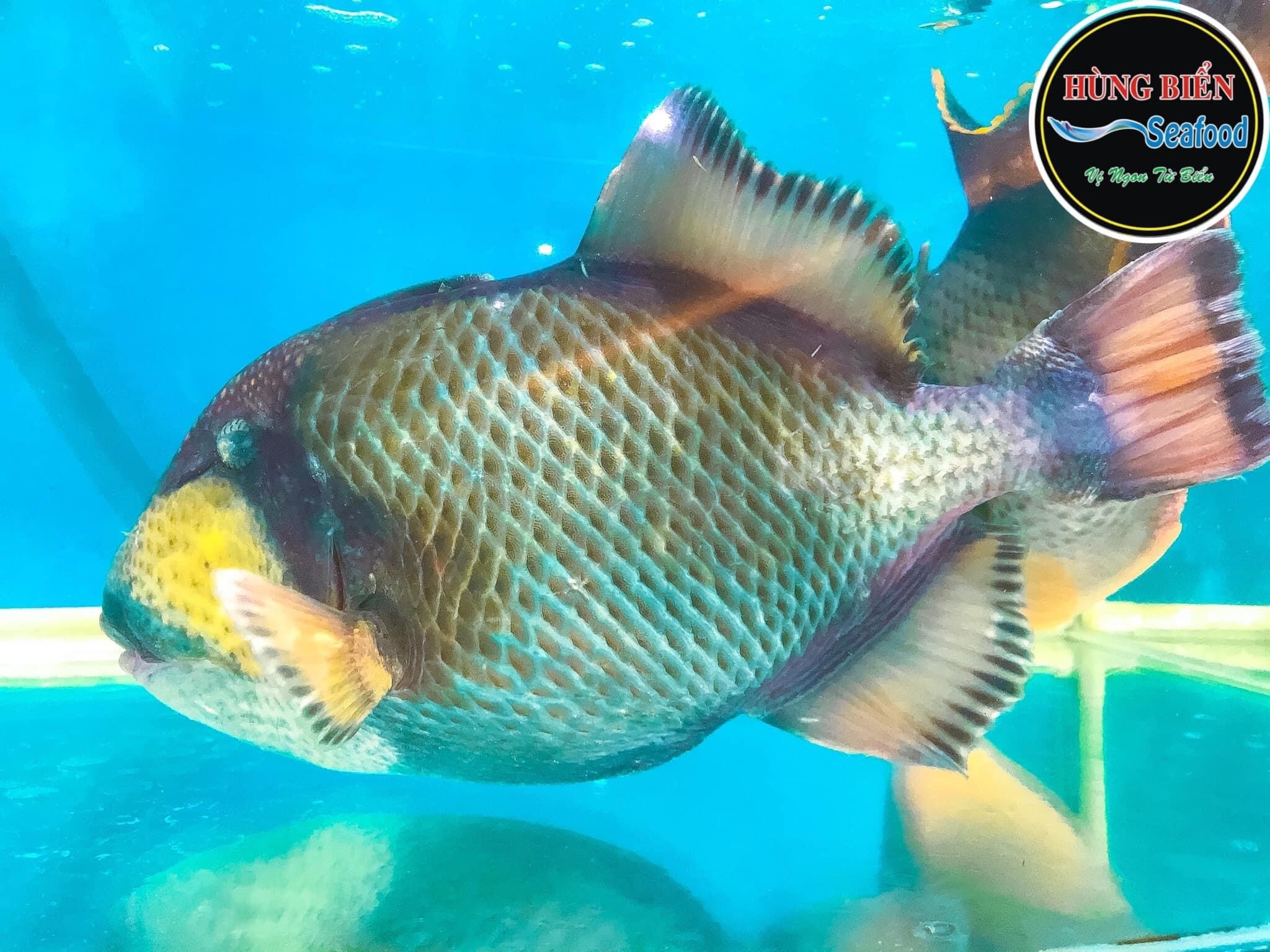 Cá Bò Giáp - Sống