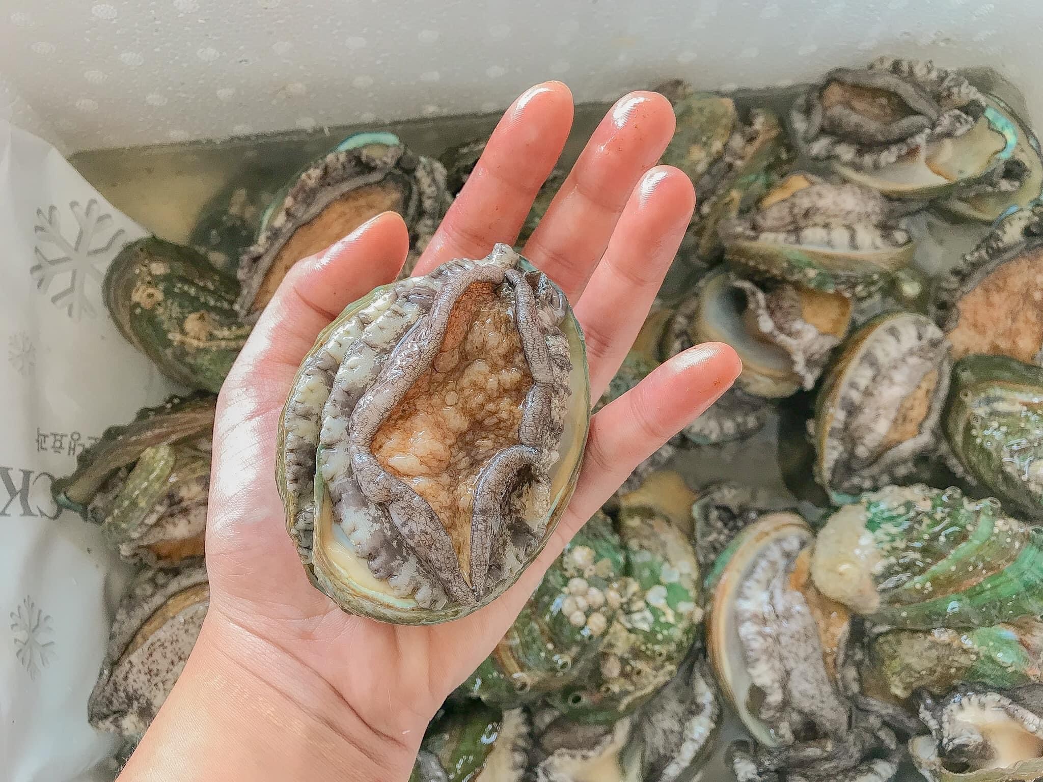 Bào Ngư Úc Xanh Ngọc Bích - Sống