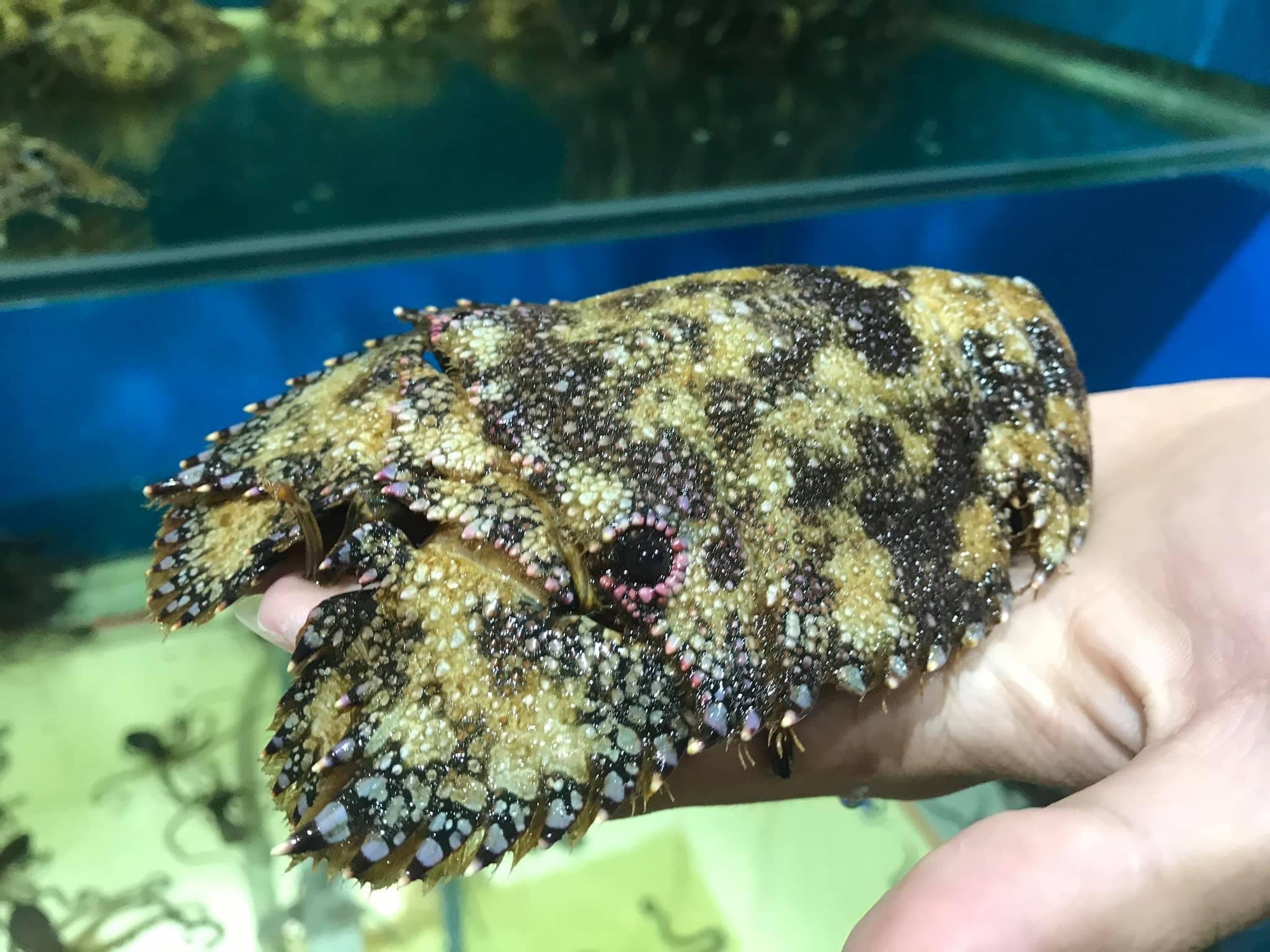 Tôm Mũ Ni Đen - Sống