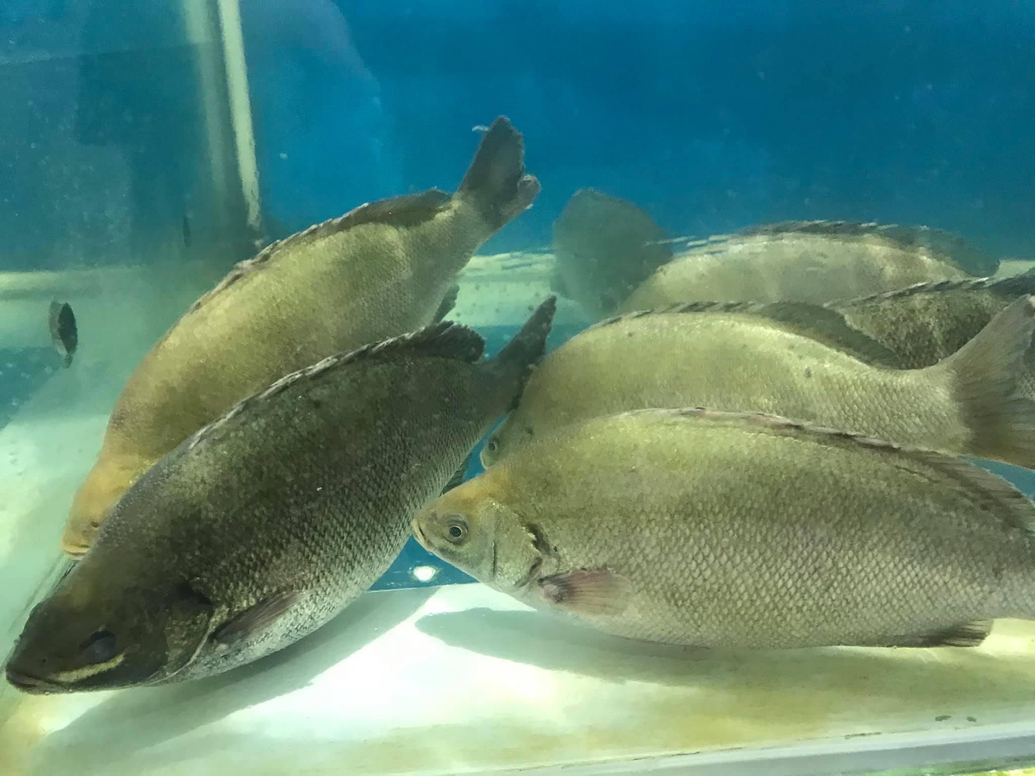 Cá Ngọc Đế - Sống