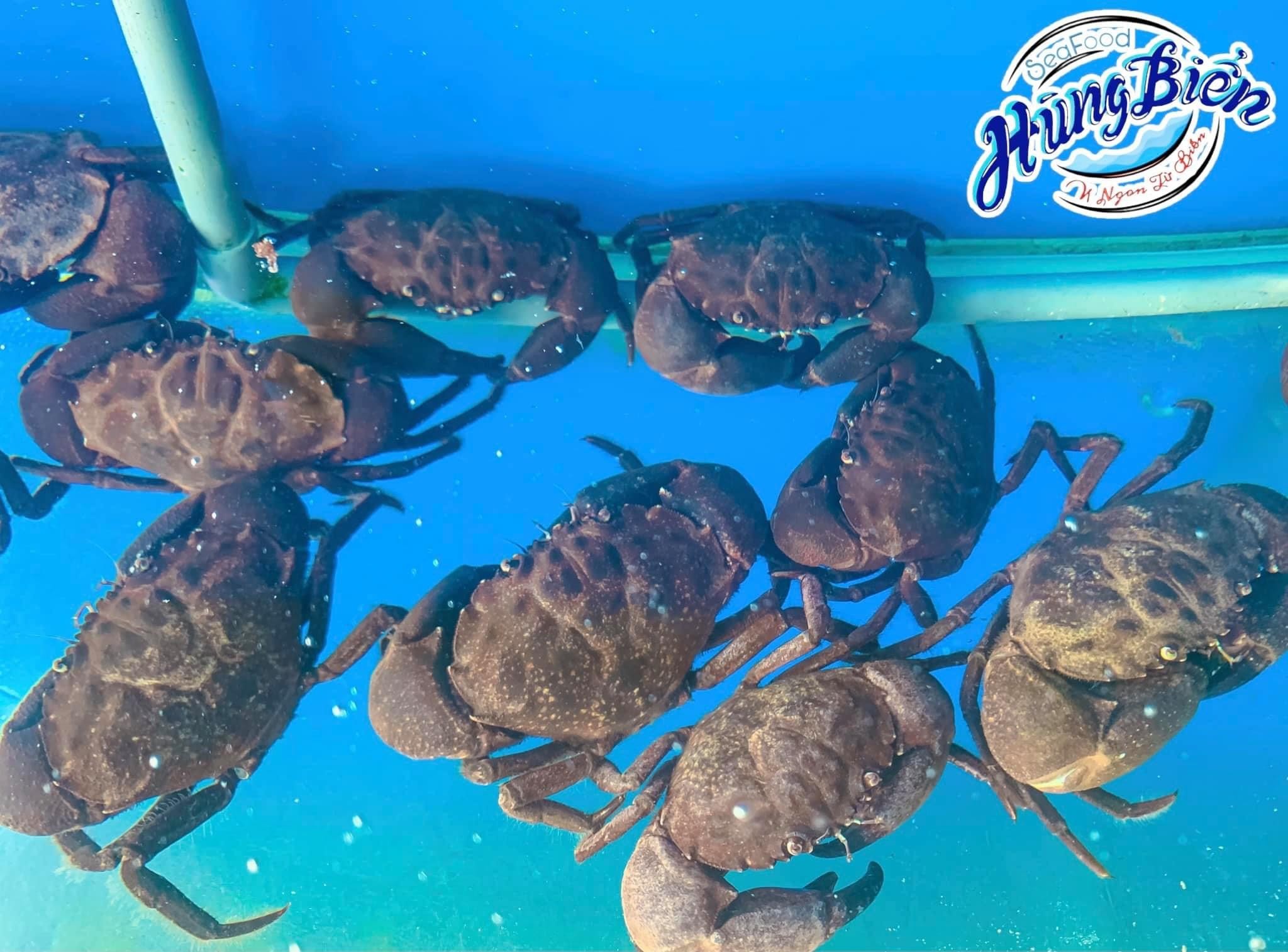 Cua Đá Biển - Sống