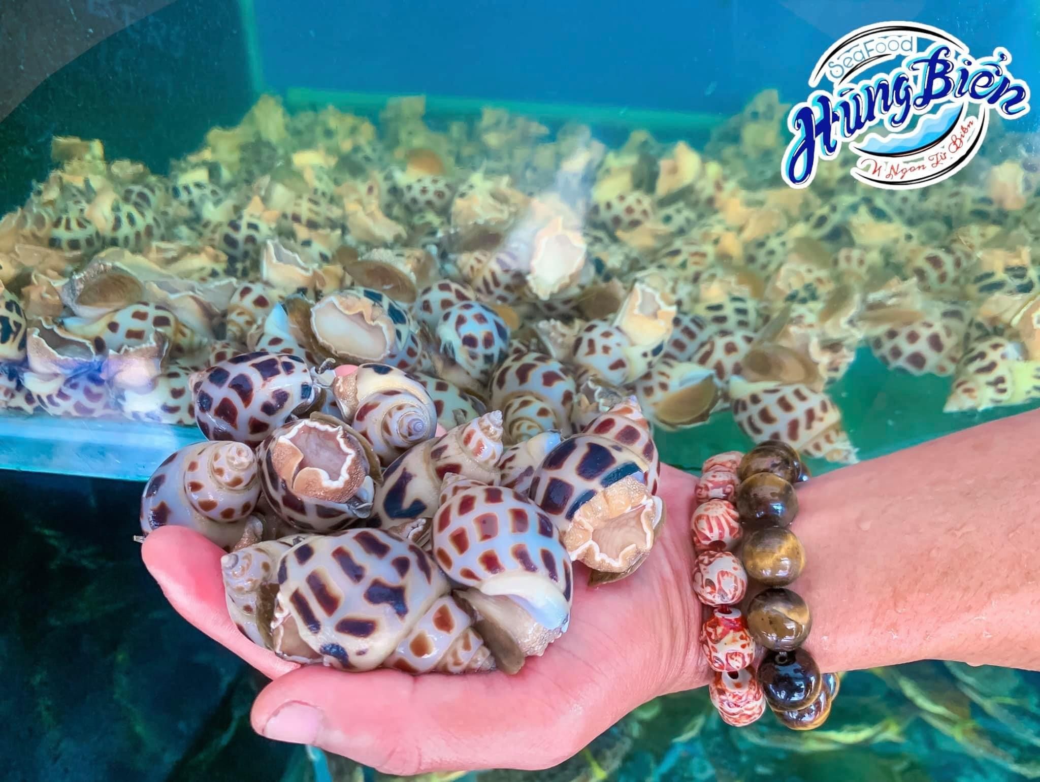 Ốc Hương - Sống