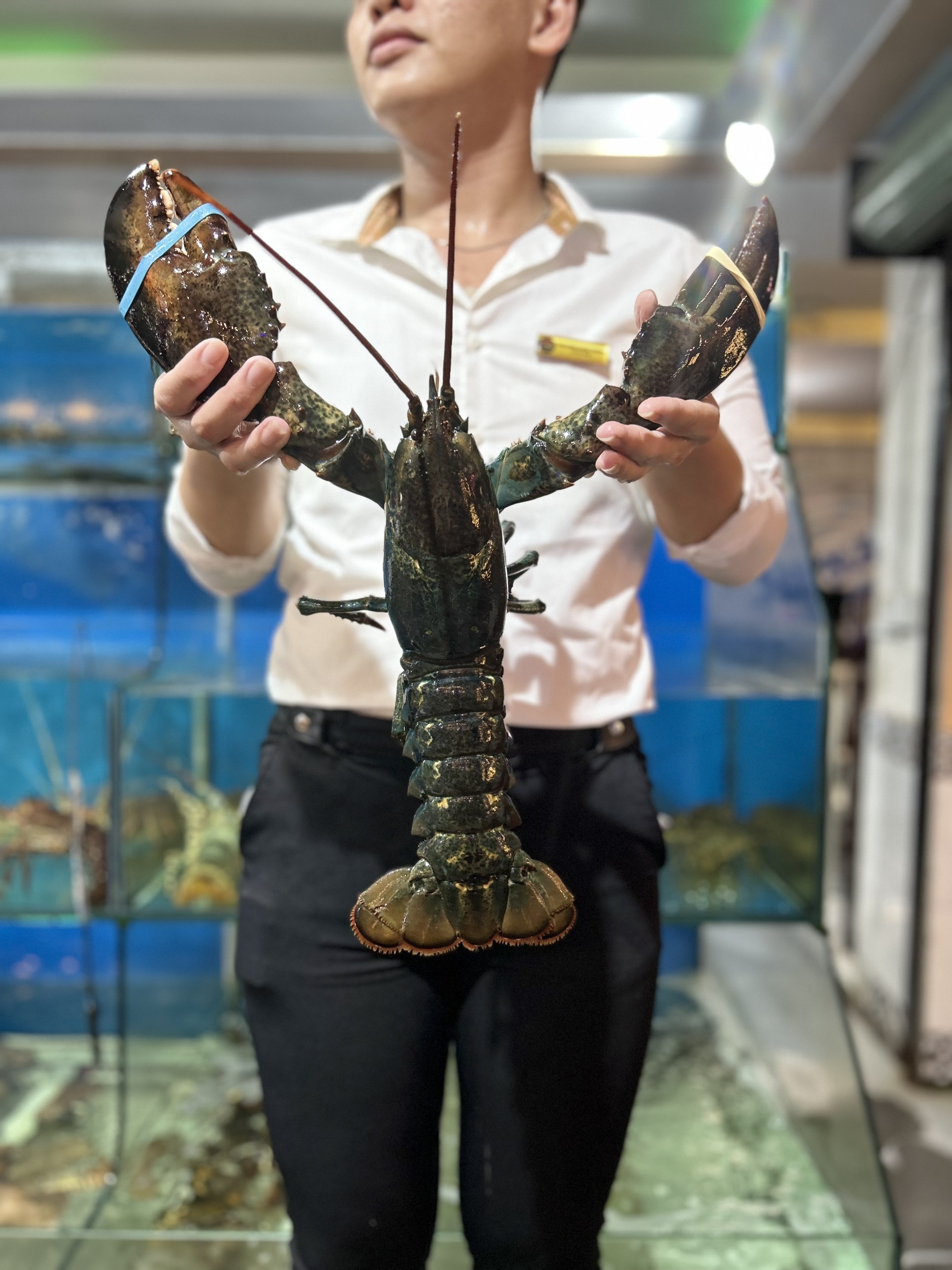 Tôm Hùm Alaska Lớn - Sống