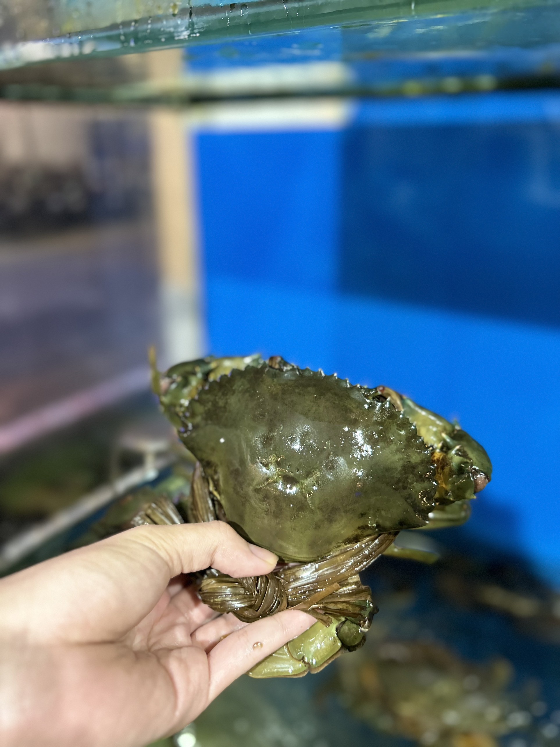 Cua Gạch  Cà Mau - Sống