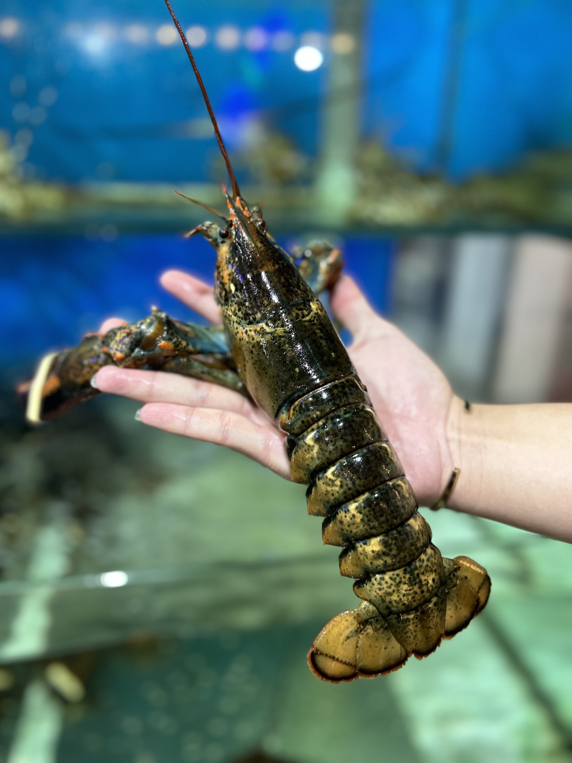 Tôm Hùm Alaska Baby - Sống