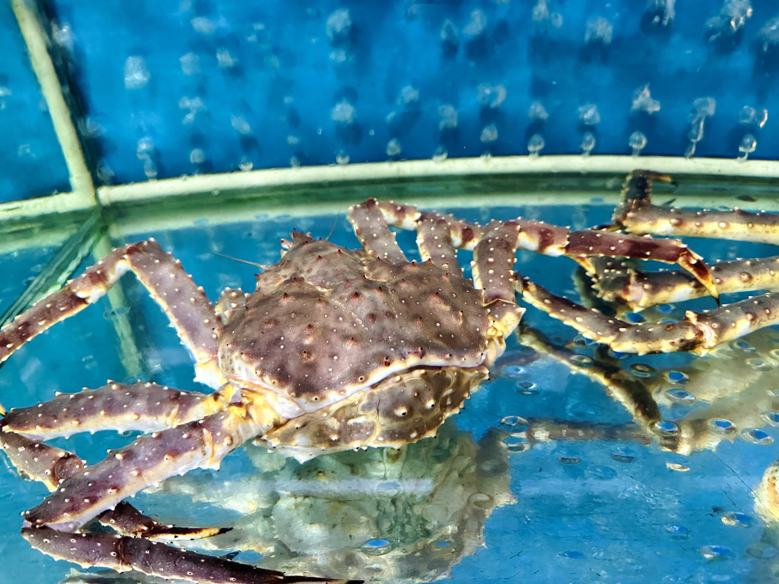 Cua Hoàng Đế (Kingcrab)
