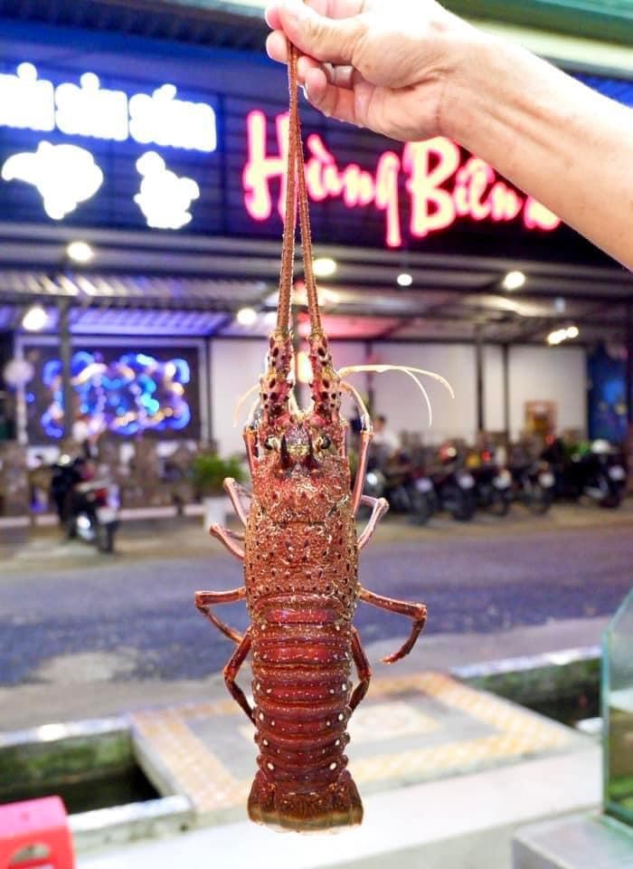 Tôm Hùm Úc - Sống