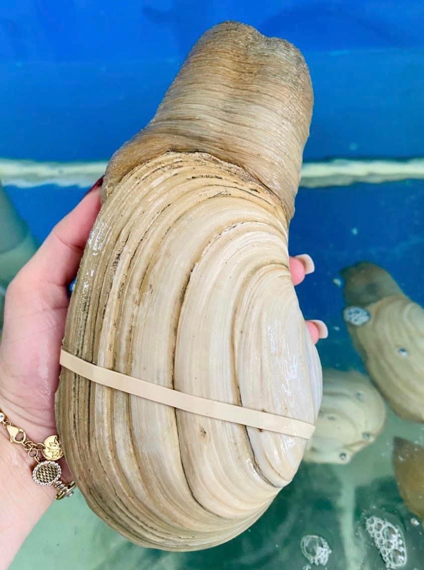 Ốc Vòi Voi Canada- Sống