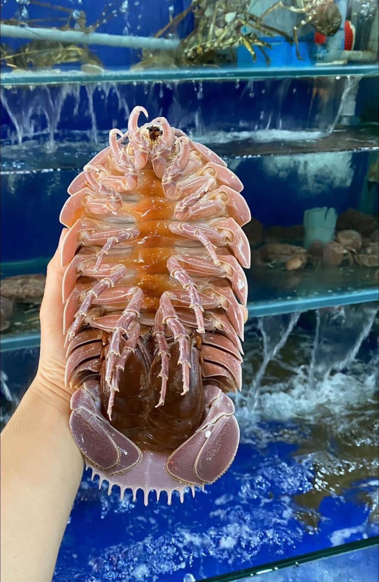 Bọ Biển - Sống