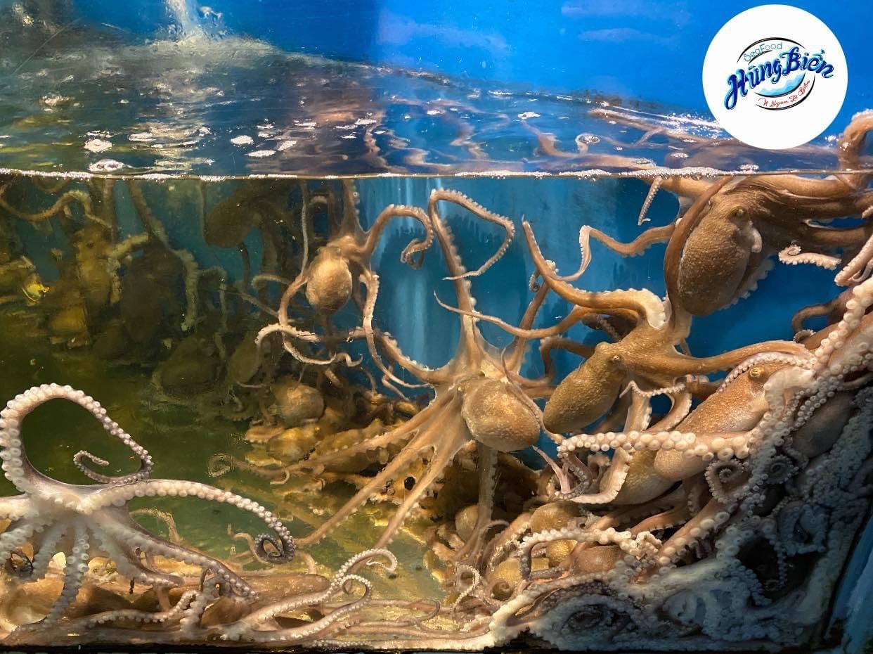 Bạch Tuộc - Sống