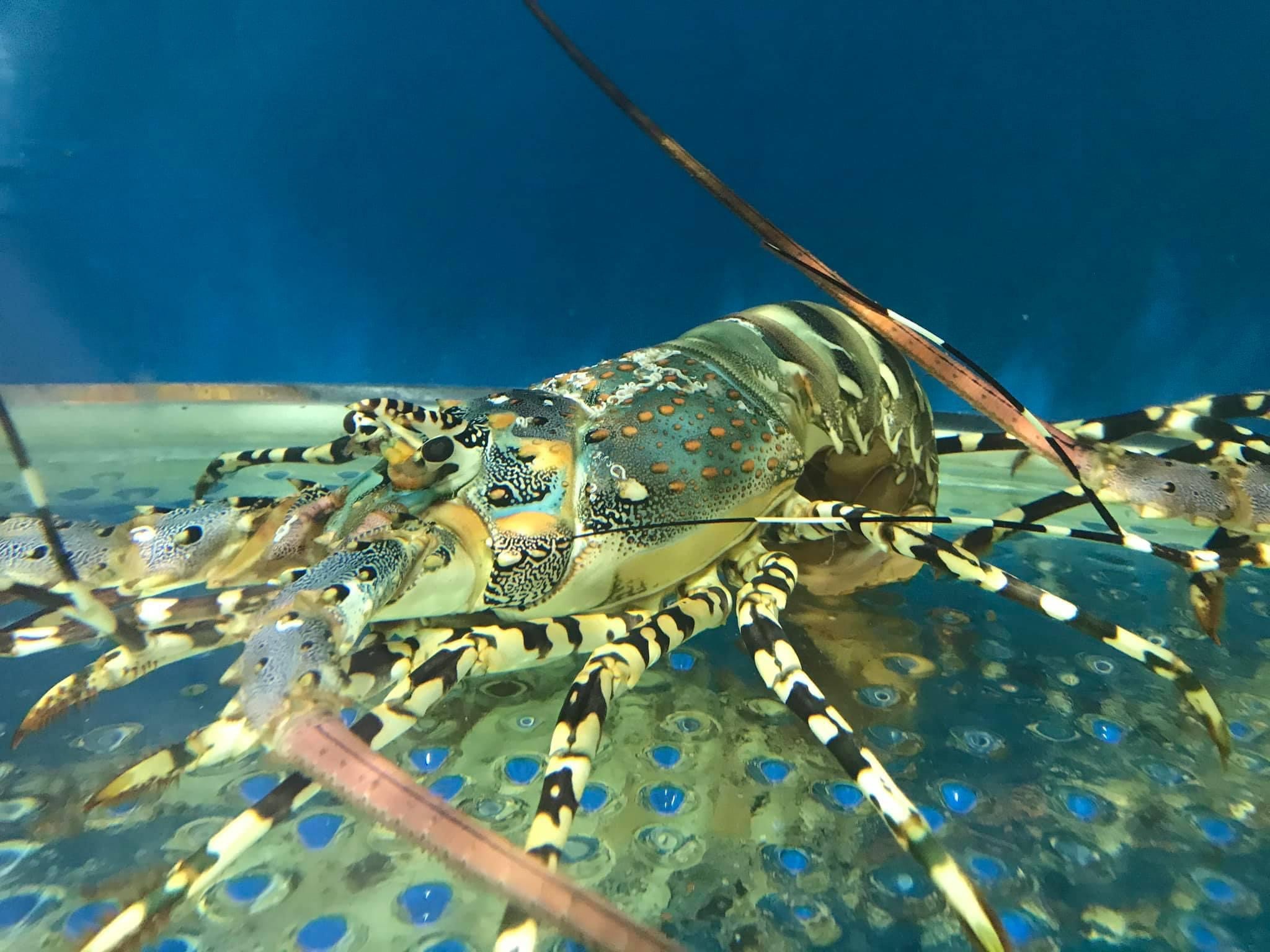 Tôm Hùm Bông - Sống