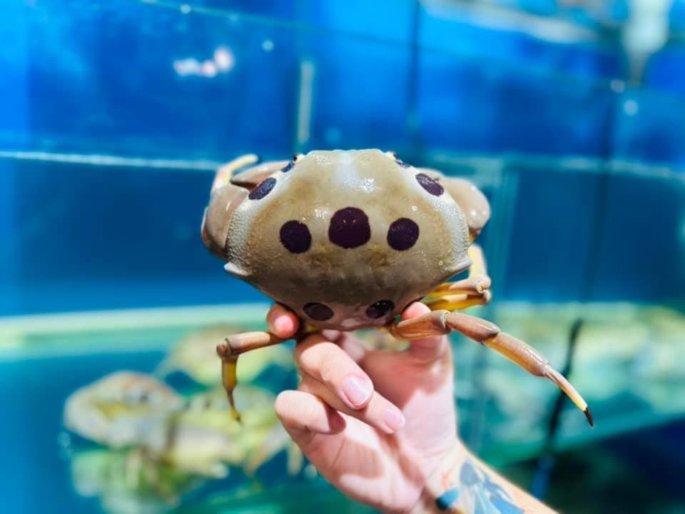 Cua Mặt Trăng  - Sống