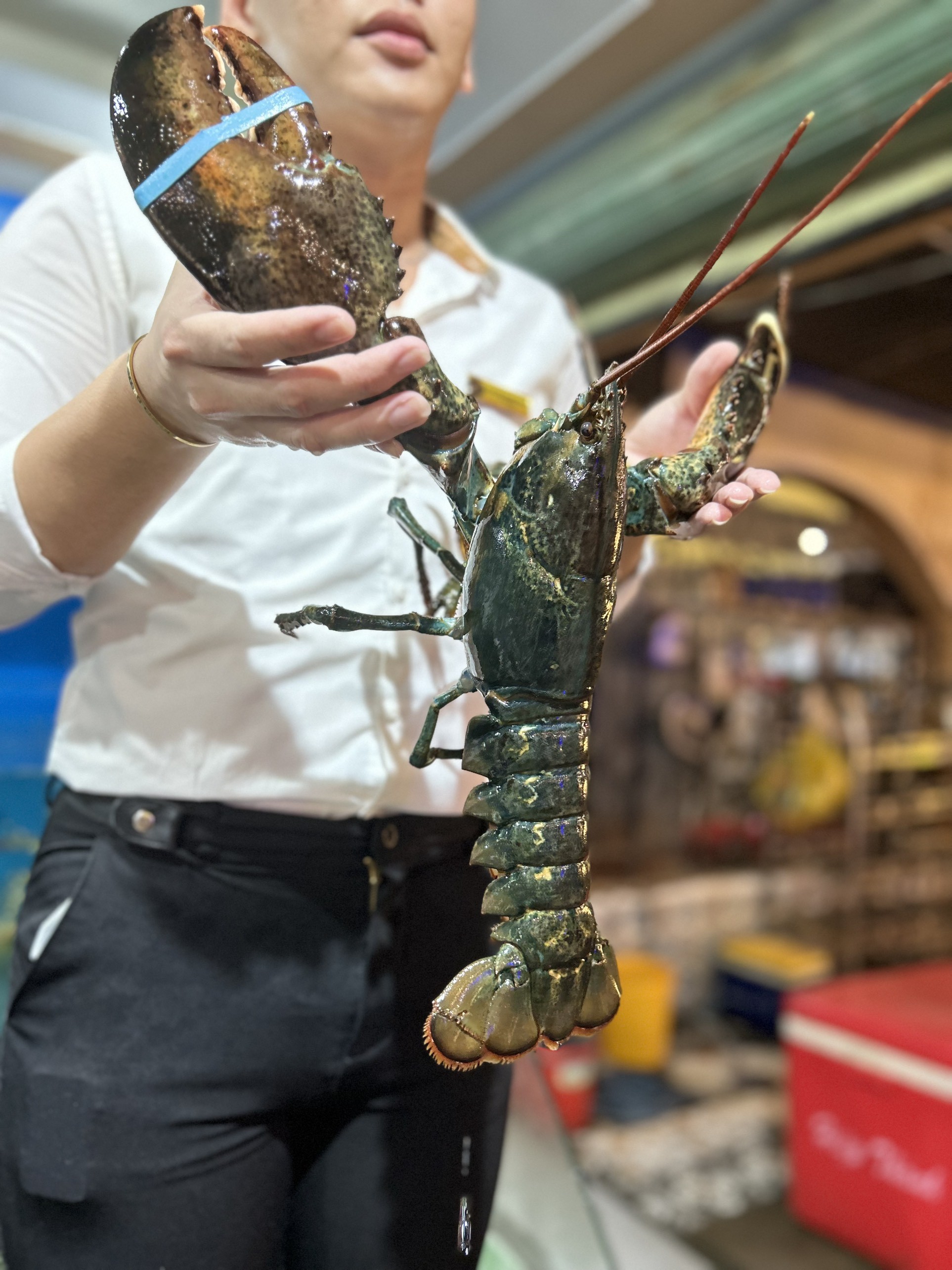 Tôm Hùm Alaska Lớn - Sống