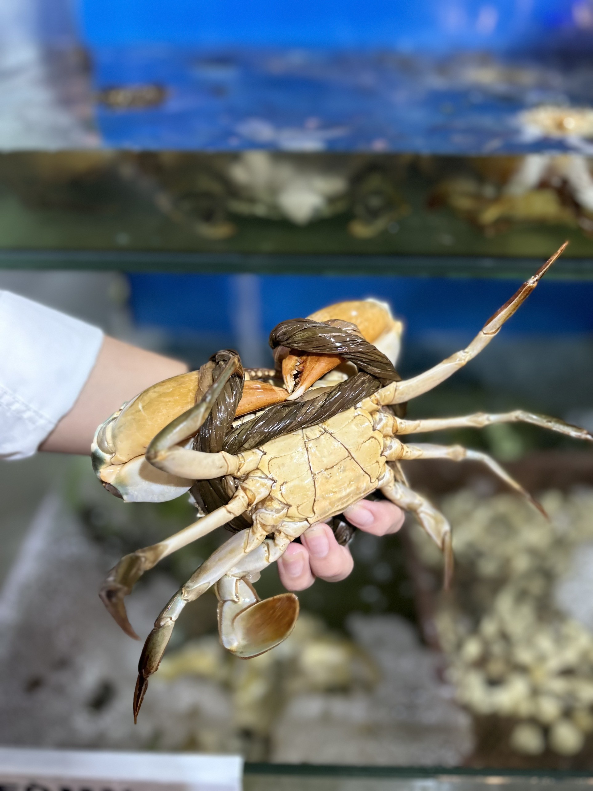 Cua Gạch  Cà Mau - Sống